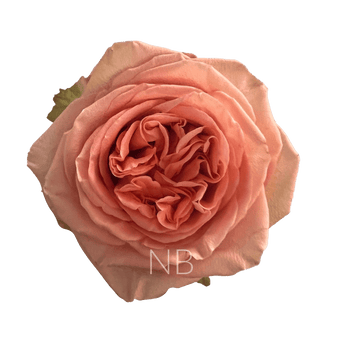 compare product COUNTRY HOME ORANGE ROSE 60 CM