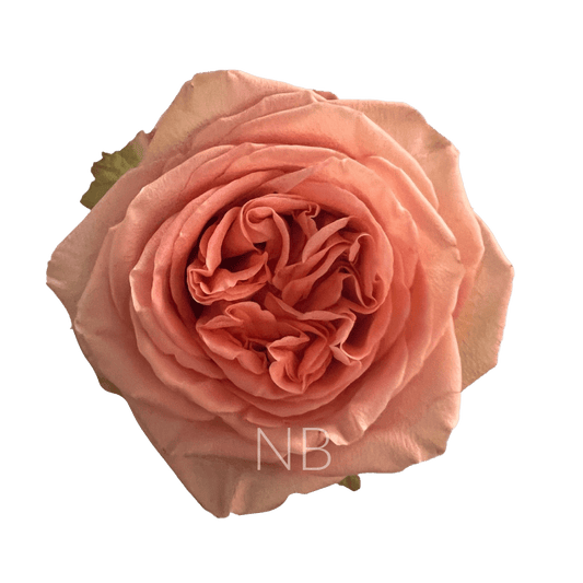 COUNTRY HOME ORANGE ROSE 60 CM