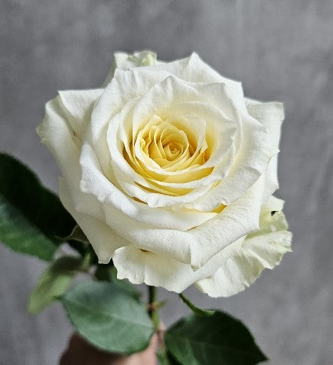 CREAM SHIMMER Cream Rose 40