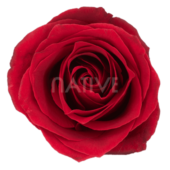 compare product DALLAS RED ROSE 70 CM