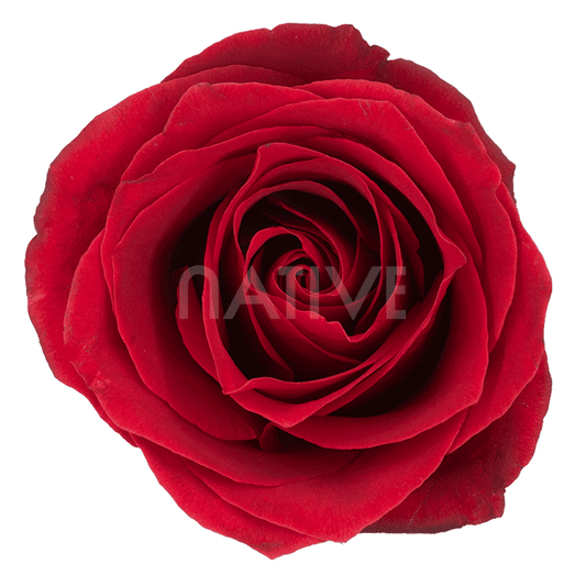 DALLAS RED ROSE 70 CM