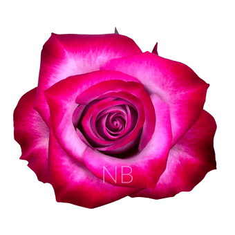 compare product DEEP PURPLE LAVENDER ROSE 40 CM