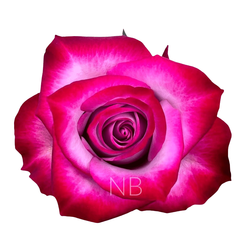 DEEP PURPLE LAVENDER ROSE 60 CM