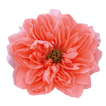 compare product DRAGON FLY PINK ROSE 40 CM