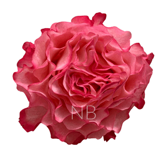 compare product ENCHANTMENT BICOLOR PINK ROSE 40 CM