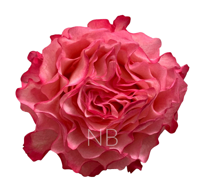 ENCHANTMENT BICOLOR PINK ROSE 50 CM