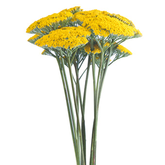 compare product Achillea Parker Select 100 S/Q