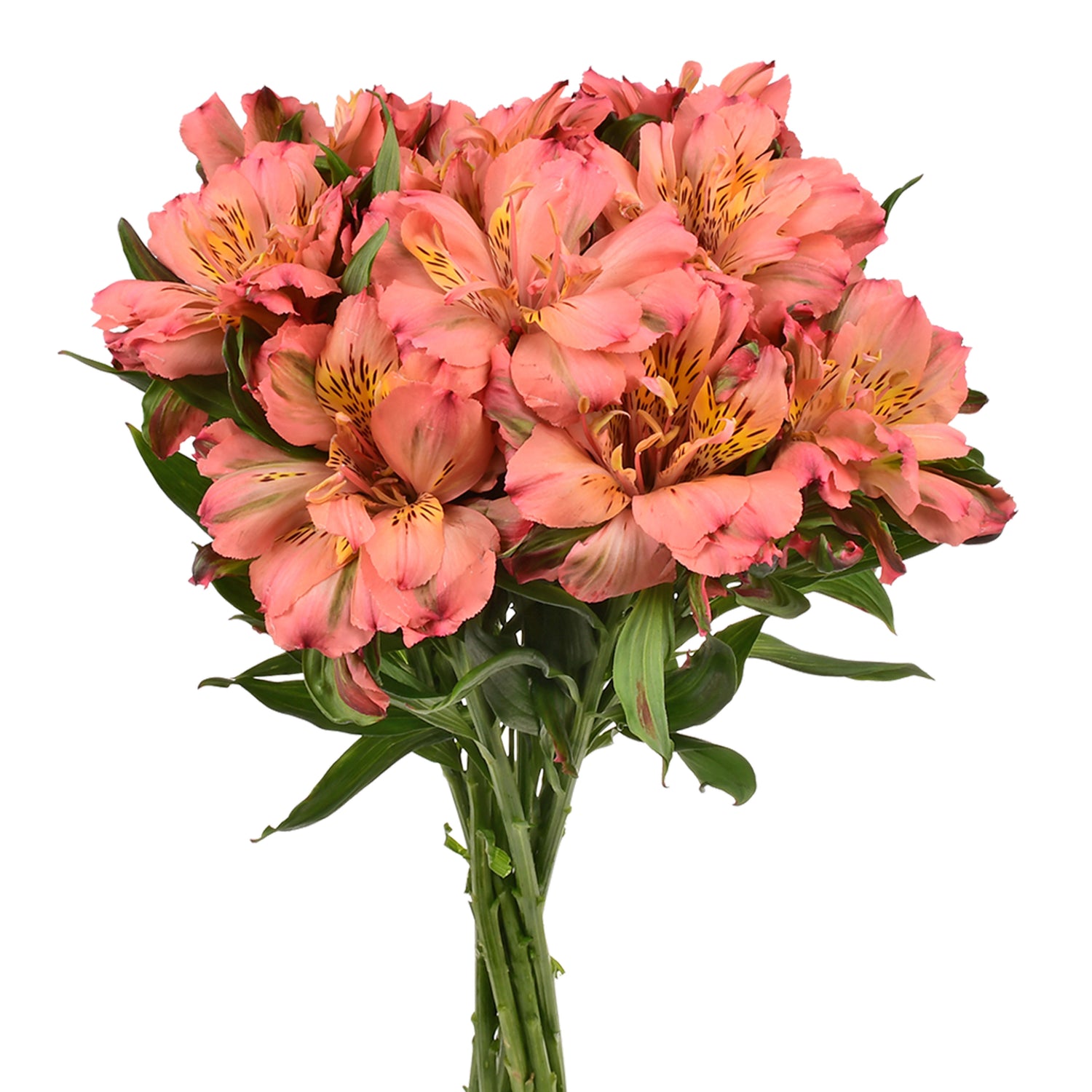 ALSTROMERIA