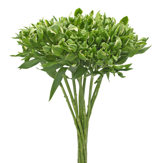 ALSTRO GREEN CROWN FNY 30 S/Q
