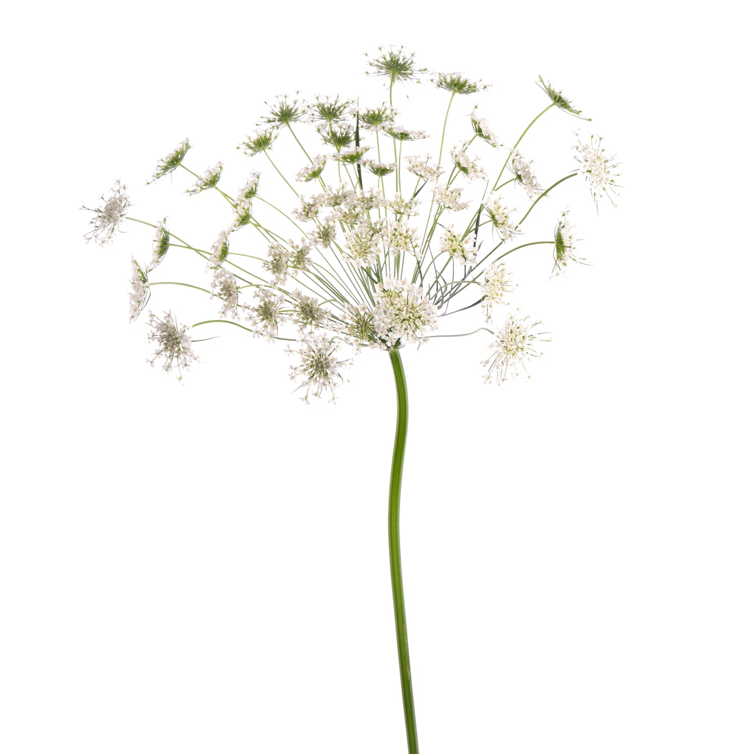 AMMI MAJUS