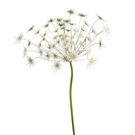AMMIMAJUS QUEEN OF AFRICA SEL 150 S