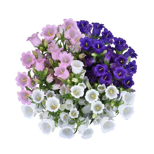 esmeralda-farms-campanula-assorted.jpg
