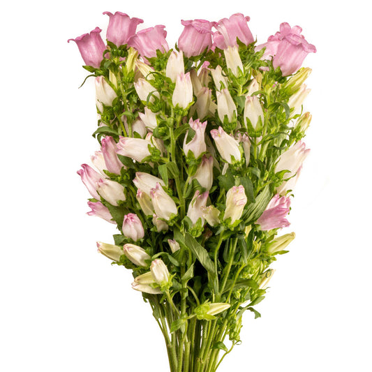 esmeralda-farms-campanula-champion-pink-1.jpg