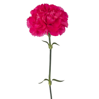 compare product Carn Hot Pink Spx 200 S/Q