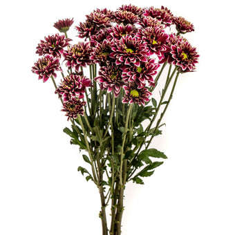 compare product Poms Nt Amethyst Dark Ng 24 B/H