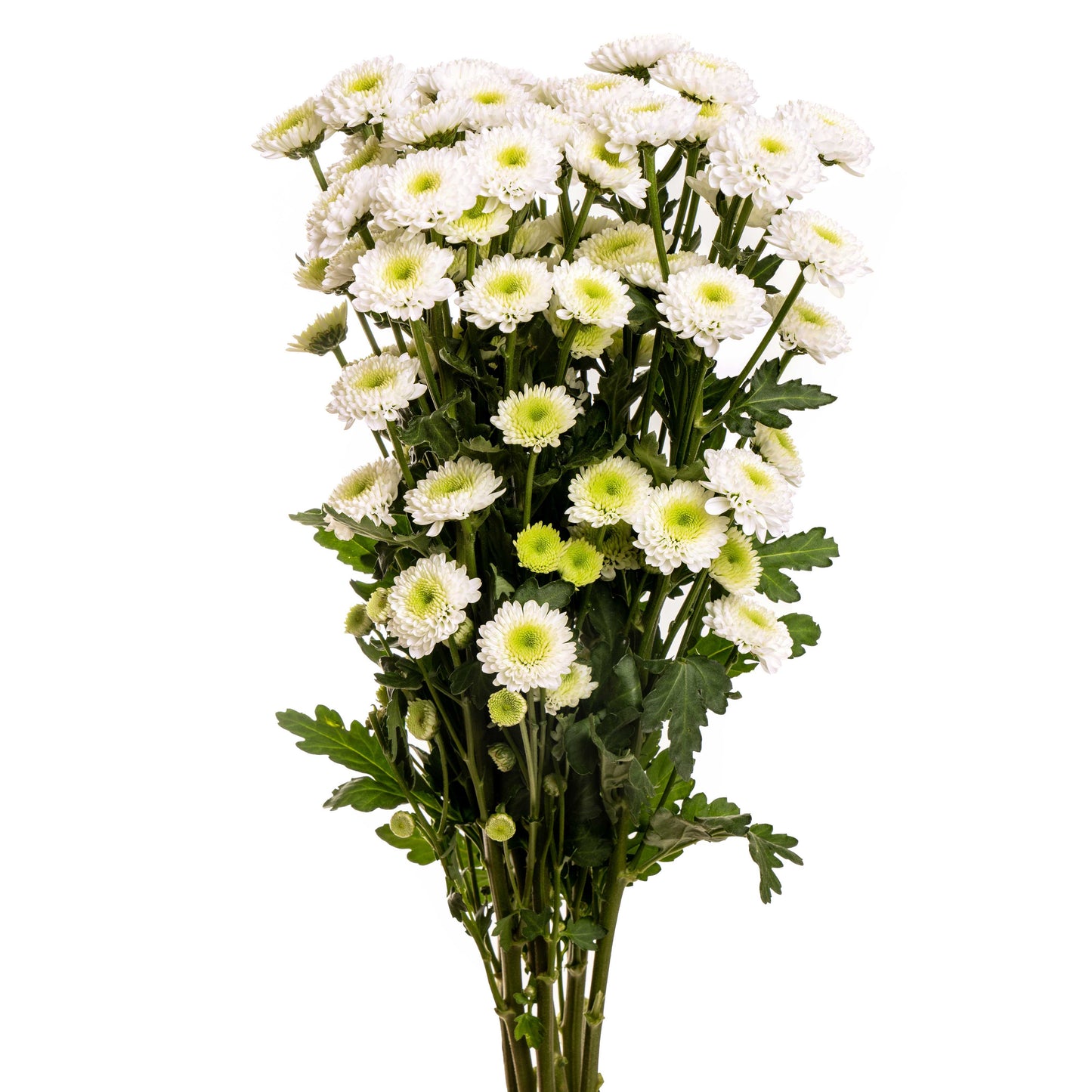 BUTTON WHITE CLOUD NG 24 B/H