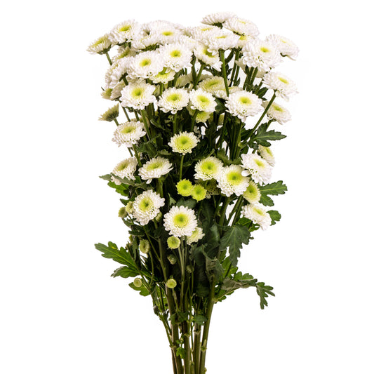BUTTON WHITE CLOUD NG 24 B/H