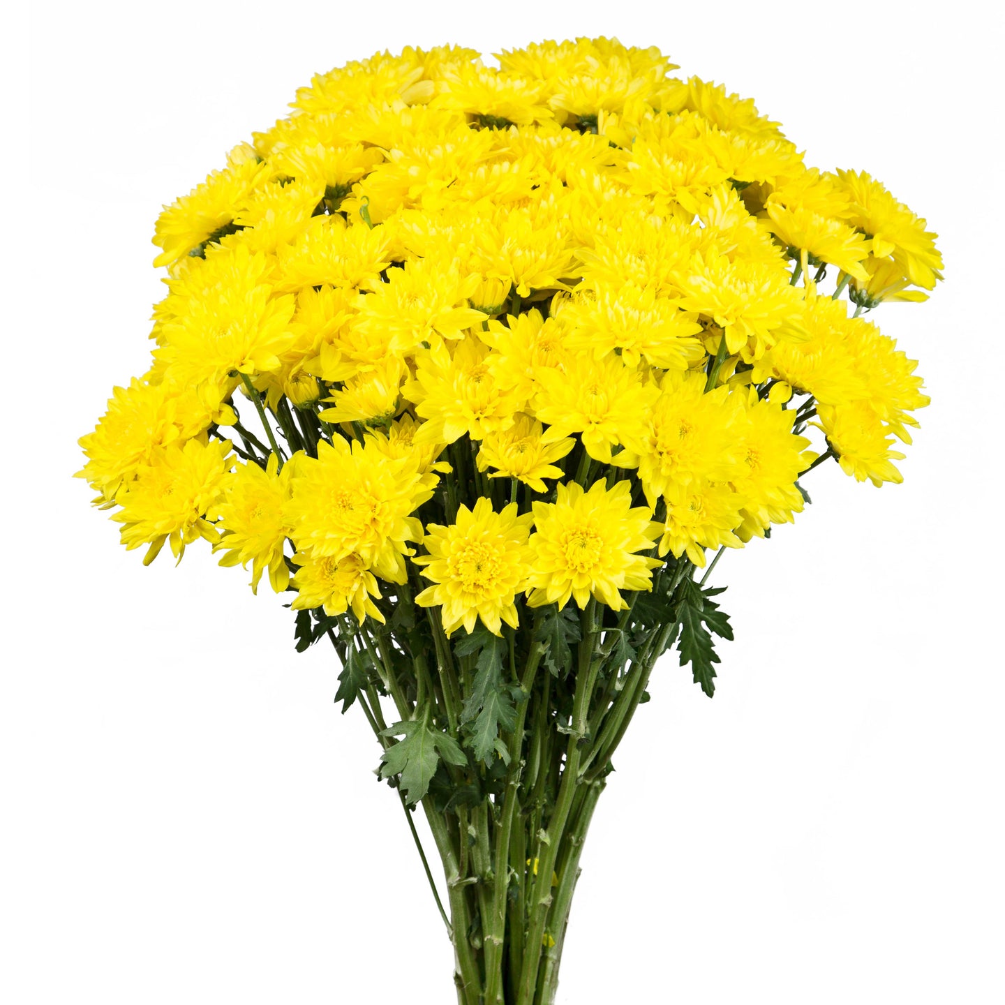 esmeralda-farms-chrysanthemum-golden-kent-1.jpg