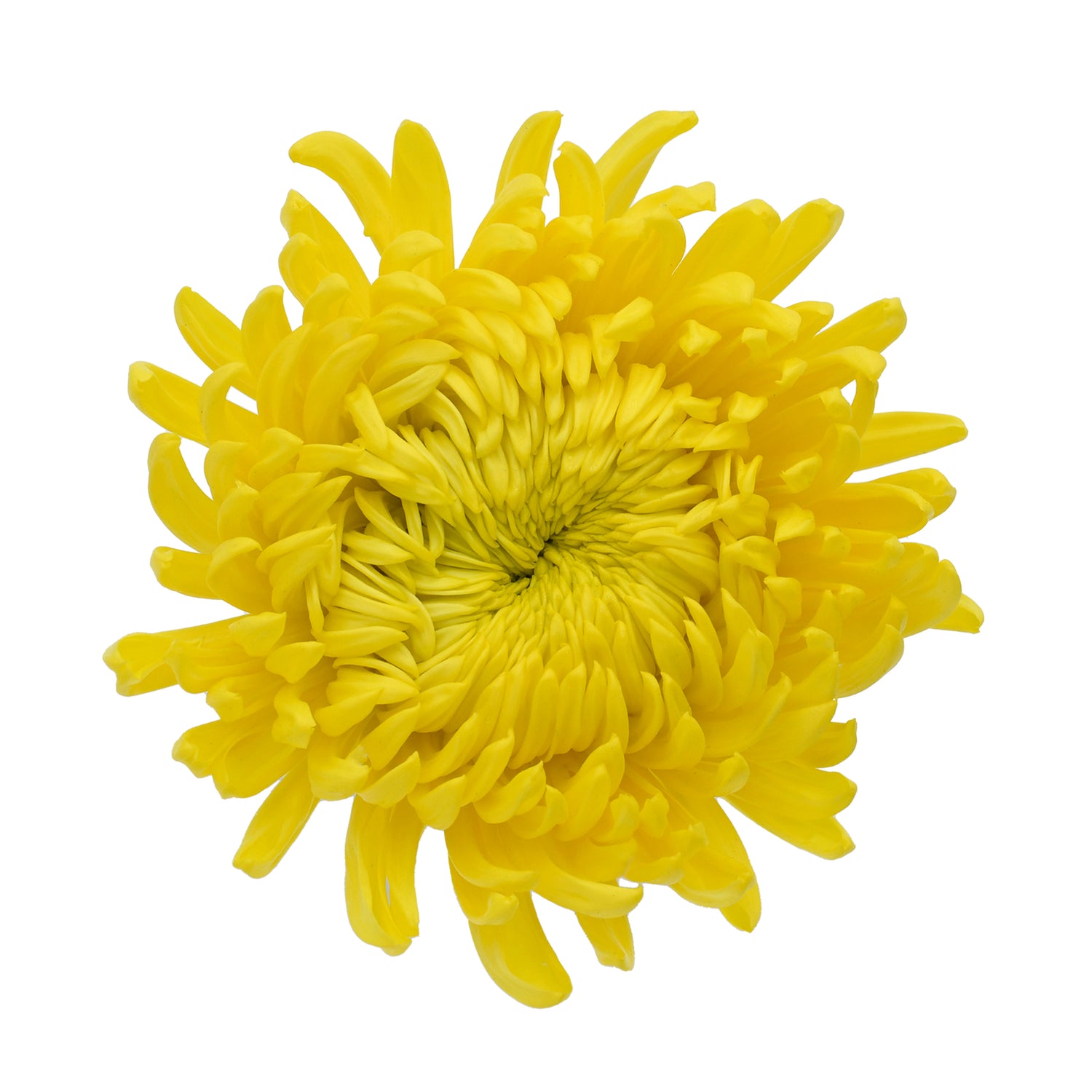 MUM