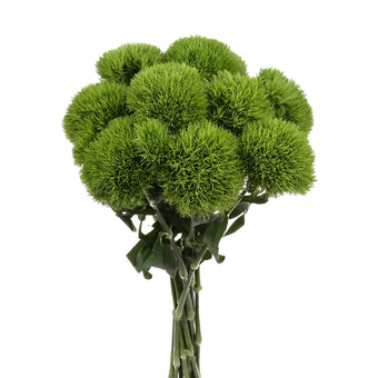 compare product Dianthus Green Ball Kiwi 60Cm 100 S