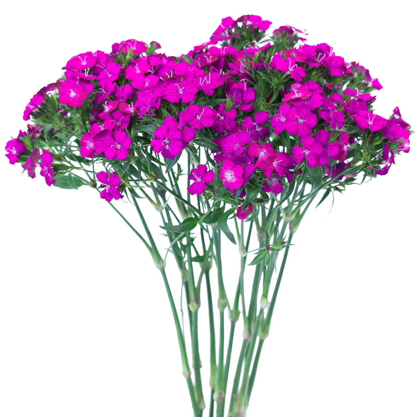 esmeralda-farms-dianthus-neon-purple-1.jpg