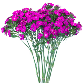 compare product Dianthus Neon Purple Select 150 S/Q