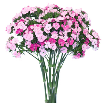 compare product Dianthus Rose Magic Select 150 S/Q