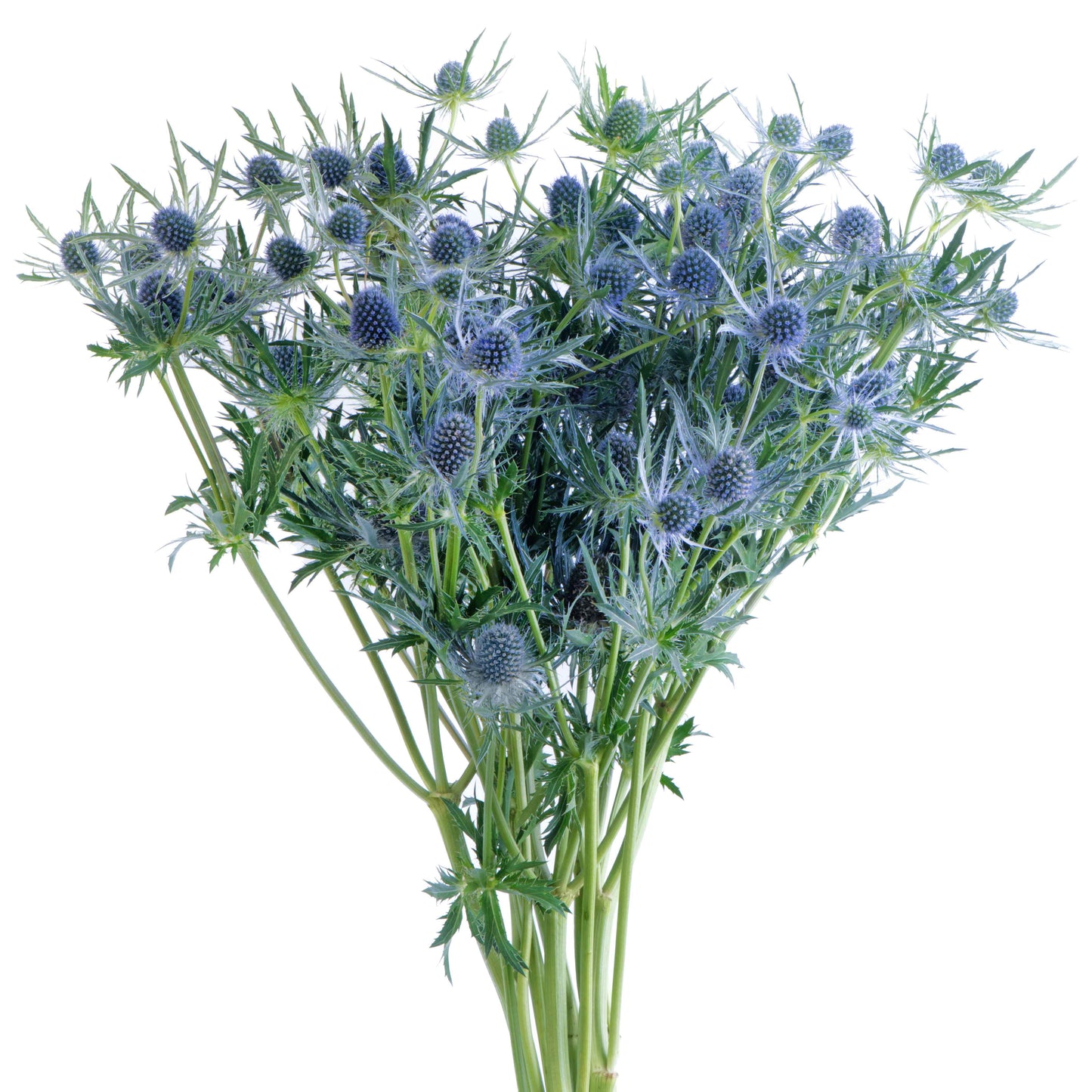 esmeralda-farms-eryngium-blue-ice-1.jpg