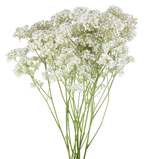 esmeralda-farms-gypsophila-million-stars-2-web-1.jpg