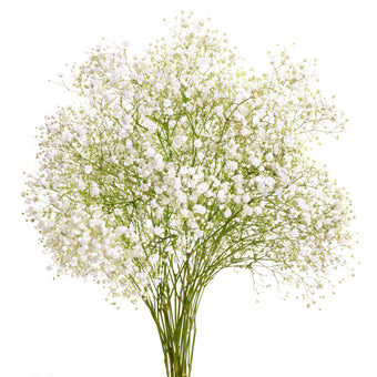 compare product Gypsophila Over Time Spx 20 B/H