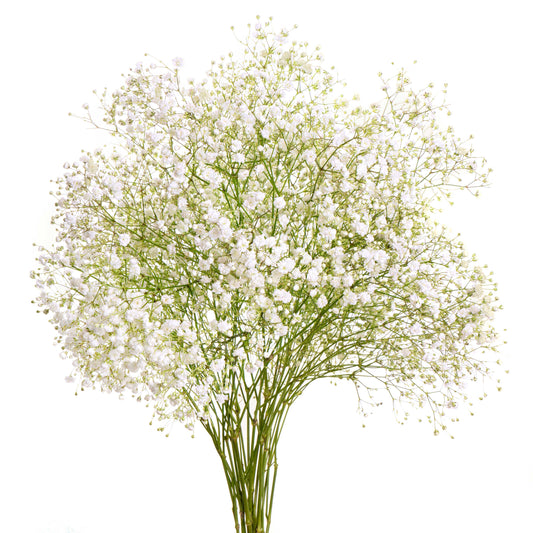 esmeralda-farms-gypsophila-overtime-white-1.jpg