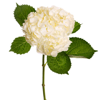 compare product Hydrangea White Select 40 S/Q