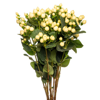 compare product HYPERICUM SNOW PRINCE XTR 150 S/Q