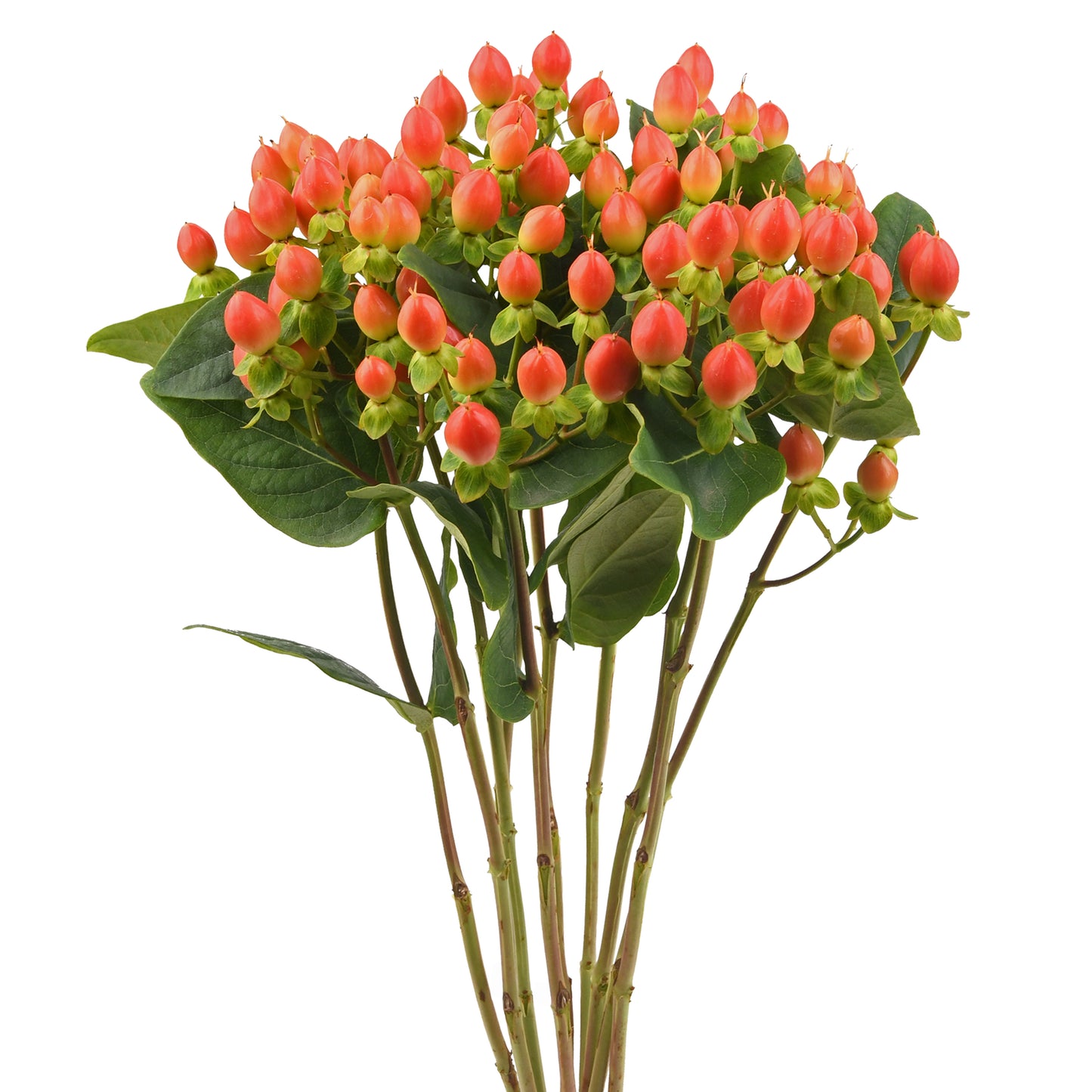 esmeralda-farms-hypericum-spring-peach-WEB-1.jpg