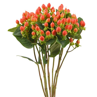 compare product Hypericum Spring Peach Extra 120S/Q