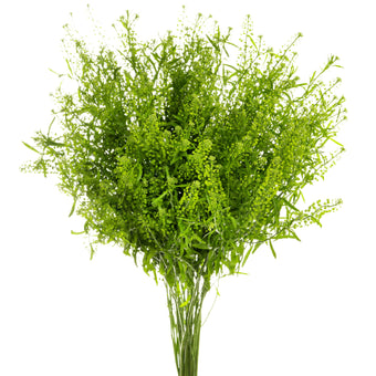 compare product Lepidium Green Dragon 80Cm 60 S/Q