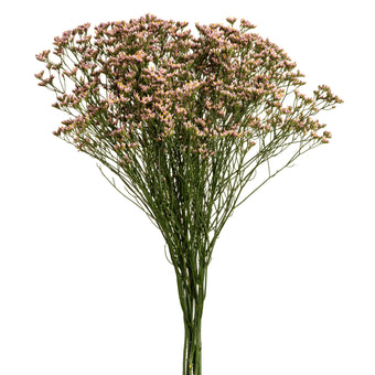 compare product Limonium Pink Activa Ng 15 B/Q