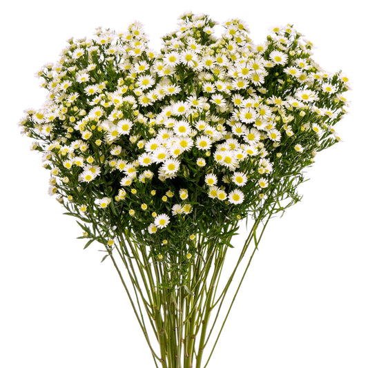 ASTER MARD WHITE SPX 20 B/H