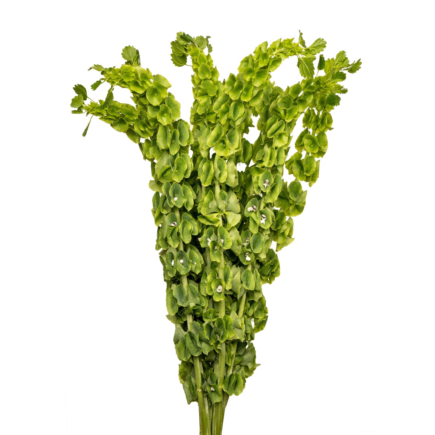 esmeralda-farms-moluccella-green.jpg
