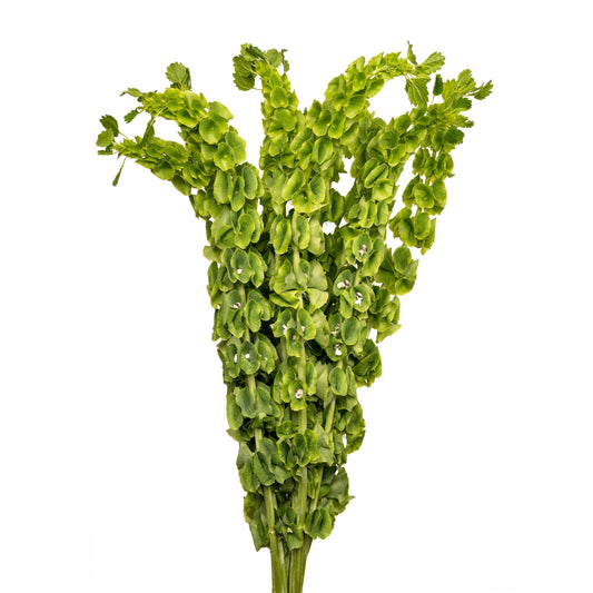 esmeralda-farms-moluccella-green.jpg