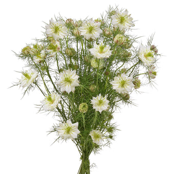 compare product NIGELLA WHITE 70CM 60 S/E