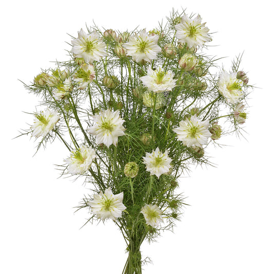 NIGELLA WHITE 70CM 60 S/E