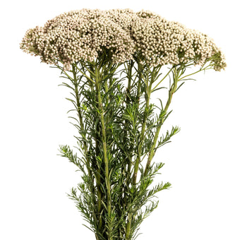 compare product Rice Flow Victoria White 60Cm 100 S