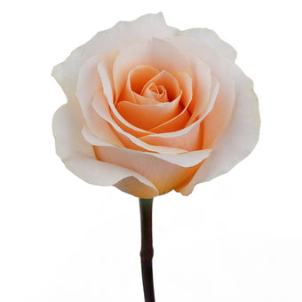 compare product Rs Felicity 50-55Cm 100 S/H