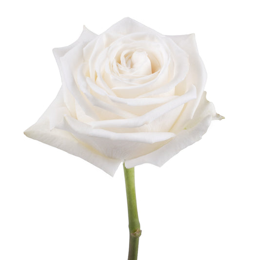 esmeralda-farms-rose-playa-blanca-WEB-1.jpg