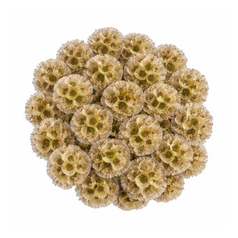 compare product SCABIOSA STELLATA 70CM 80 S/E