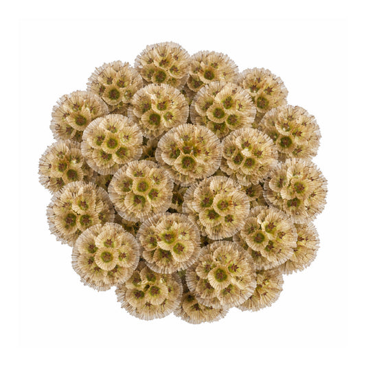 SCABIOSA STELLATA 70CM 80 S/E