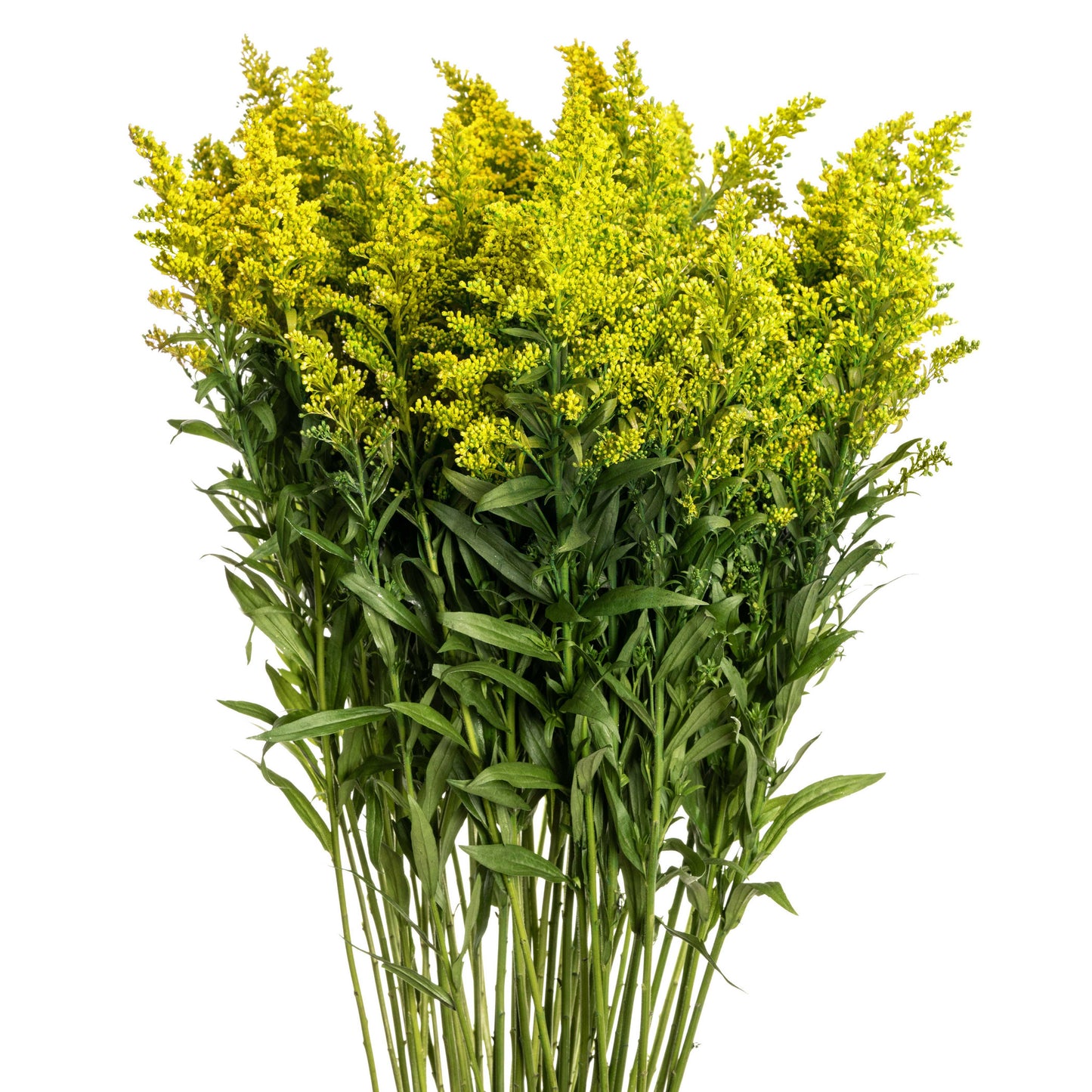 esmeralda-farms-solidago-golden-amazon-2.jpg