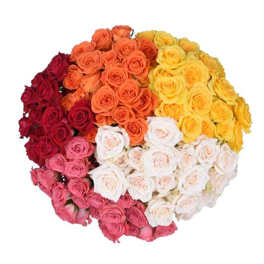 SPR RS ASSORTED 70CM 120 S/H