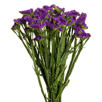 compare product STATICE ARA PURPLE SPX 20 B/H